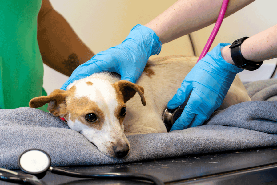 A small brown and white dog receiving a medical checkup from a vet wearing blue gloves and using a stethoscope.