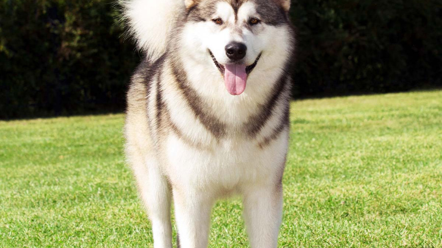 A large, thick-coated Alaskan Malamute with grey and white markings standing on a sunny lawn.