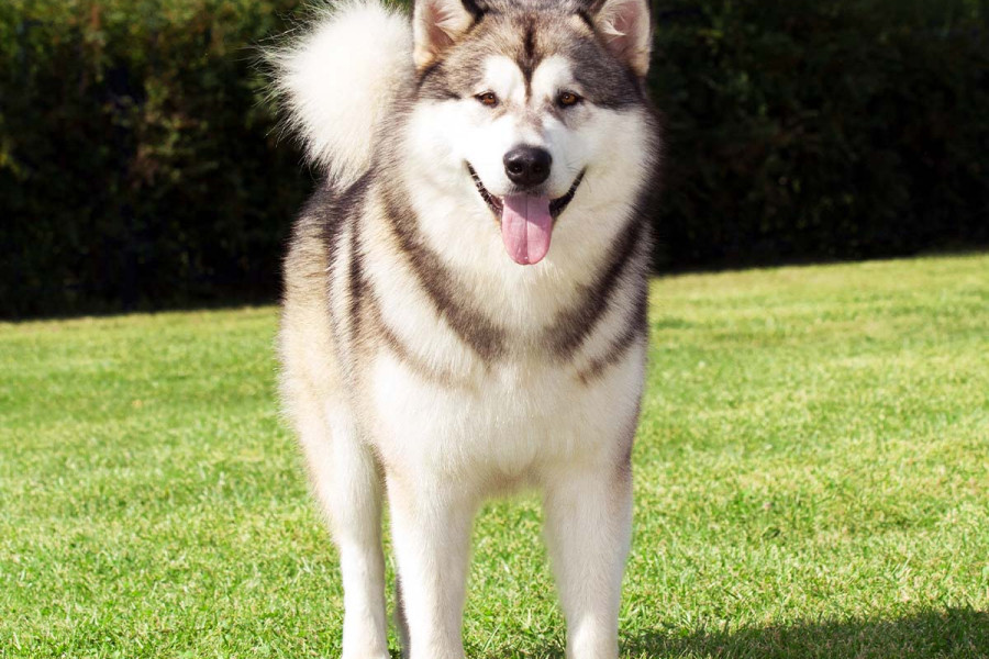 A large, thick-coated Alaskan Malamute with grey and white markings standing on a sunny lawn.