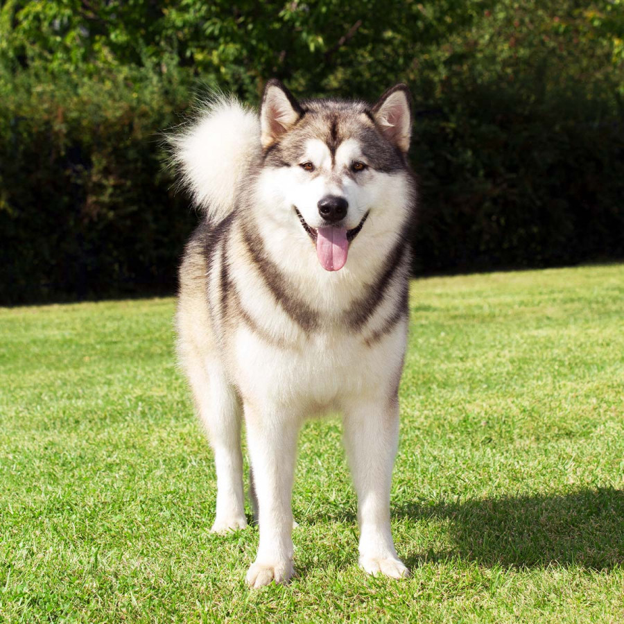 A large, thick-coated Alaskan Malamute with grey and white markings standing on a sunny lawn.