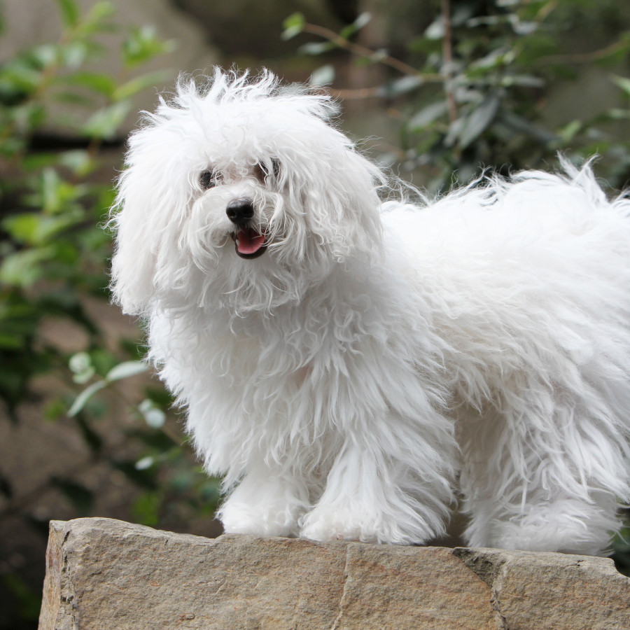 A Bolognese dog