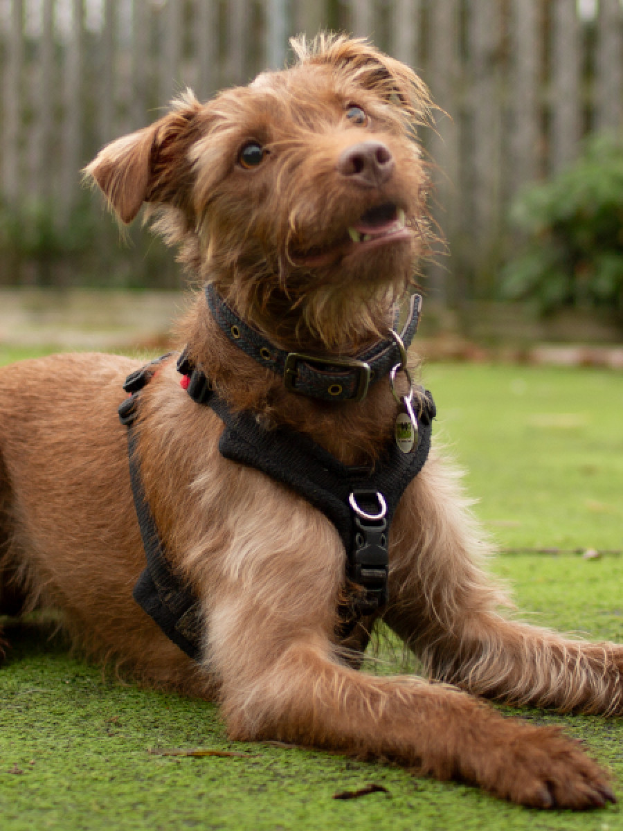 Scruffy brown dog being taught down command on the grass outdoors