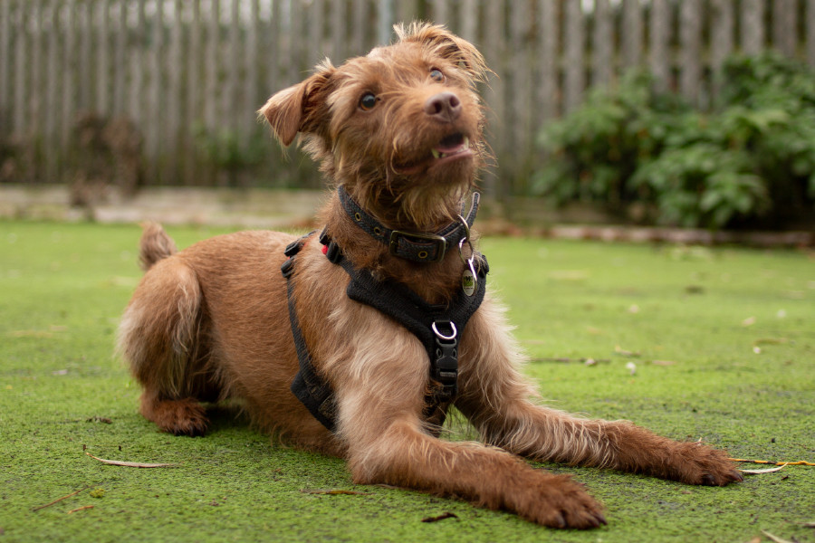 Scruffy brown dog being taught down command on the grass outdoors